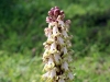 12_himantoglossum-robertianum