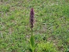 13_himantoglossum-robertianum