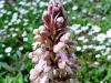 1_himantoglossum-robertianum