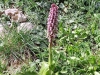 2_himantoglossum-robertianum