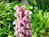3_himantoglossum-robertianum