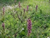 6_himantoglossum-robertianum