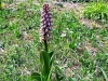 7_himantoglossum-robertianum