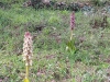 8_himantoglossum-robertianum