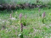 9_himantoglossum-robertianum