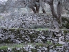 16_lithies
