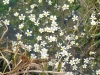 6_ranunculus-trichophyllus