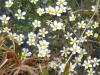 7_ranunculus-trichophyllus