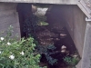 10_lymata_nikiana
