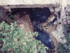 1_lymata_nikiana