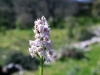 17_skaroi_5_4