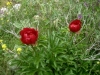 10_paeonia-peregrina
