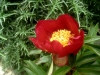 12_paeonia-peregrina