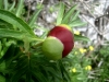 17_paeonia-peregrina