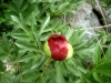 1_paeonia-peregrina