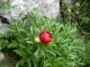 2_paeonia-peregrina