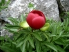 3_paeonia-peregrina