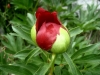 4_paeonia-peregrina