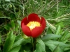 5_paeonia-peregrina
