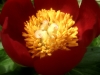 6_paeonia-peregrina