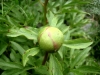 7_paeonia-peregrina