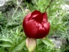 8_paeonia-peregrina