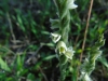 2_spiranthes-spiralis