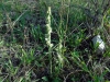 3_spiranthes-spiralis