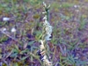 5_spiranthes-spiralis