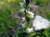 6_spiranthes-spiralis