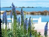 2_echium-candicans