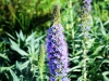 7_echium-candicans