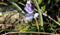 1_Bellevalia hyacinthoides