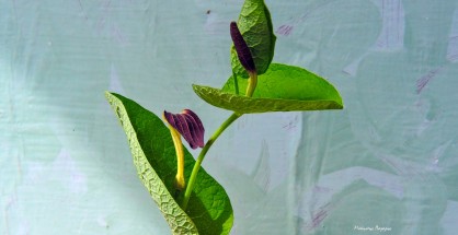 3_Aristolochia rotunda