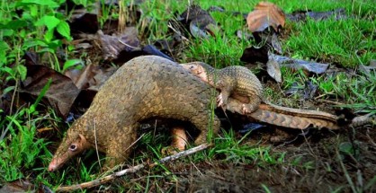 pangolin