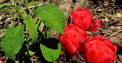 1_Cytinus hypocistis