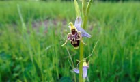 4_Ophrys oestrifera