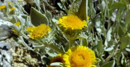2_Inula verbascifolia