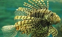 Lion-Fish 2