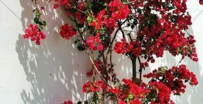 voukamvilies_tsigkanes