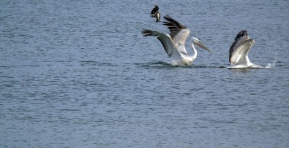 44_limnothalassa_lefkadas