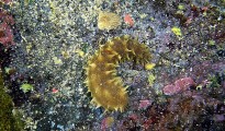 800px-Sea_cucumber_in_kona