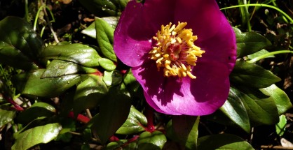 1_Paeonia mascula