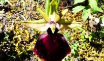 01_Ophrys helenae