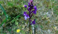 1_Orchis quadripunctata