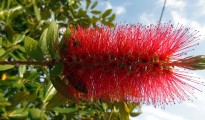 2_Callistemon citrinus