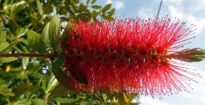 2_Callistemon citrinus