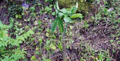 4_Dracunculus vulgaris