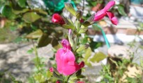 5_Salvia grahamii Benth