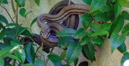 1_Elaphe quatuorlineata